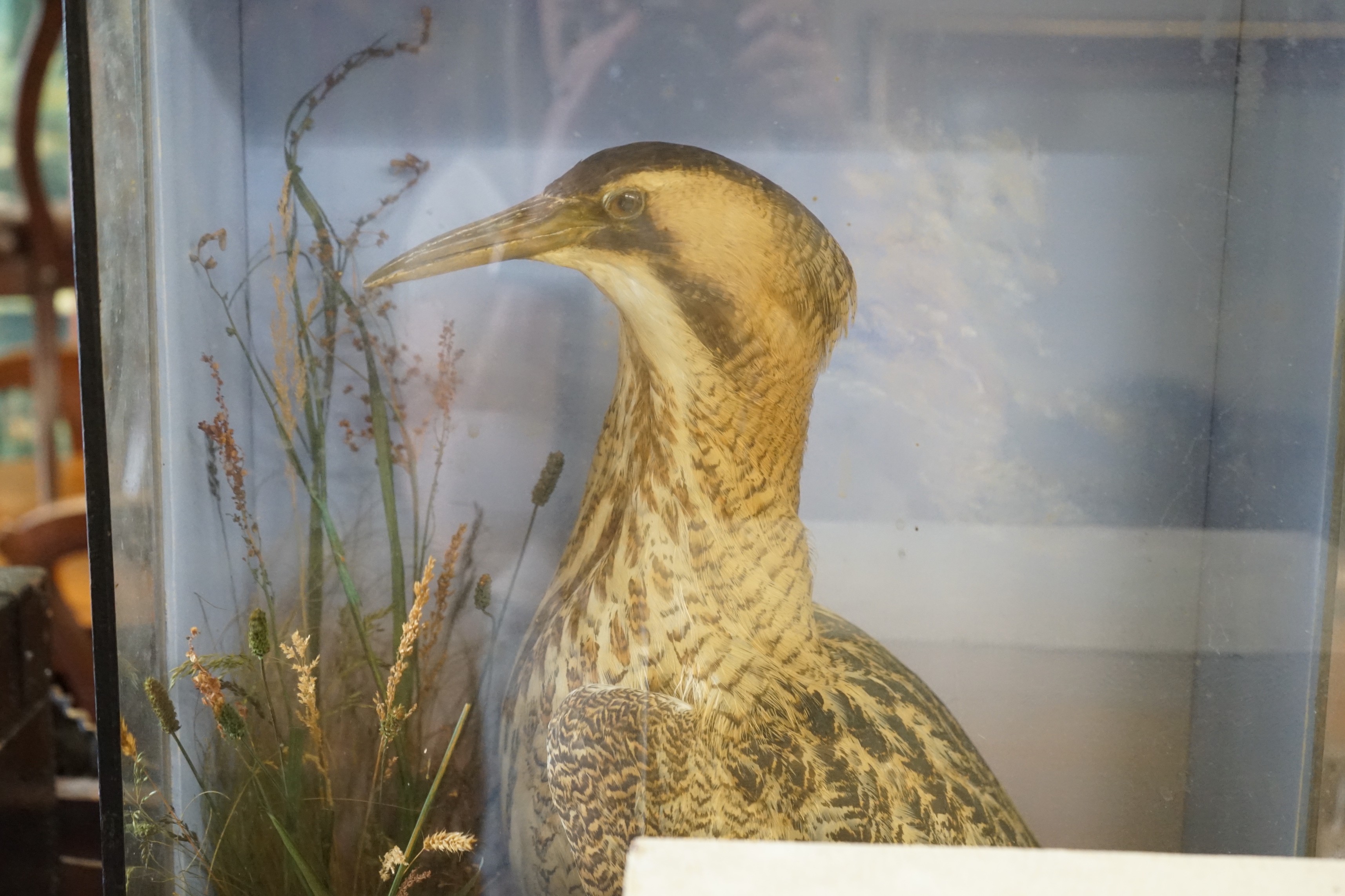 A Victorian cased taxidermic bittern and another water bird, larger width 46cm, height 73cm